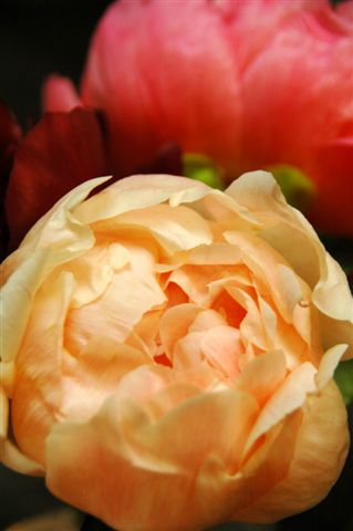 Peonies - Apricot closeup